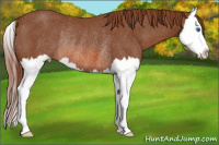 Horse Color:Liver Chestnut Splash Rabicano 