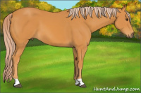 Horse Color:Chocolate Palomino
