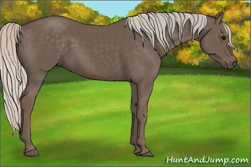 Horse Color: Silver Black 