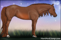 Horse Color:Liver Chestnut 