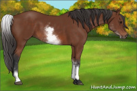 Horse Color:White Spotted Bay 