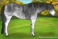 Horse Color:White Spotted Blue Roan Rabicano  Brindle