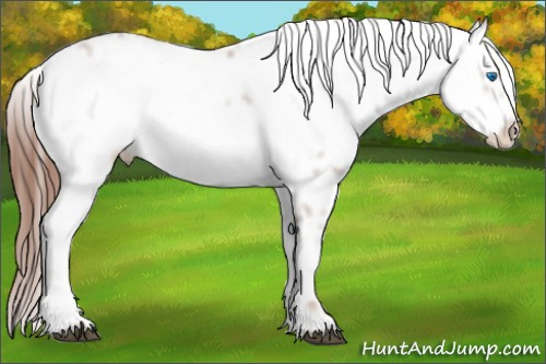 Horse Color: Liver Chestnut Frame 