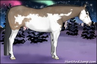 Horse Color:Brown Dun Splash Frame Rabicano 