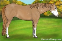 Horse Color:Chestnut Sabino 
