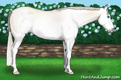 Horse Color:Gray Gold Cream Champagne Roan Pearl Dun Splash Frame 
