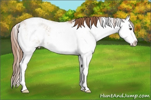 Horse Color: Red Dun Sabino Splash 