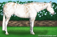 Horse Color:Gray Gold Cream Champagne Splash Near Leopard Rabicano 