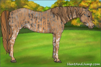 Horse Color:White Spotted Blue Roan Frame Rabicano Brindle