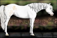Horse Color:Gray Silver Amber Cream Champagne Roan Dun Splash Tobiano Frame Appaloosa Rabicano 