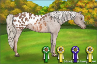 Horse Color:Liver Chestnut Mushroom Appaloosa 