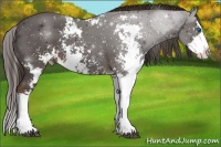 Horse Color:Liver Chestnut Sabino Splash