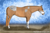 Horse Color:White Spotted Blue Roan Appaloosa Rabicano  Brindle