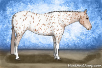 Horse Color:Bay Tobiano Appaloosa 