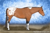 Horse Color:Bay Tobiano Blanket 