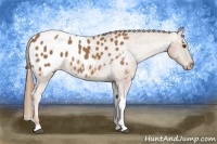 Horse Color:Chestnut Tobiano Appaloosa 