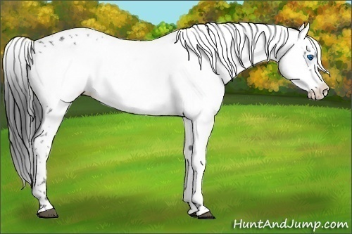 Horse Color:Liver Chestnut Frame 
