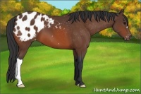 Horse Color:Bay Appaloosa 