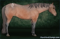 Horse Color:Brown Appaloosa 