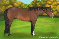 Horse Color:Bay Sabino 