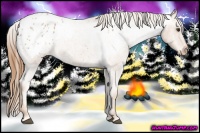 Horse Color:Red Roan Appaloosa 