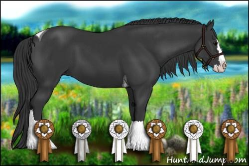 Horse Color: Black Splash Tobiano 