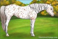 Horse Color:Bay Appaloosa 