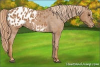 Horse Color:Chestnut Blanket 