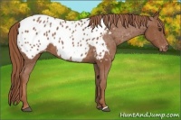 Horse Color:Chestnut Appaloosa 