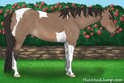 Horse Color: Bay Dun Tobiano 
