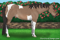 Horse Color:Bay Dun Tobiano