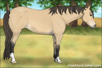 Horse Color:Buckskin