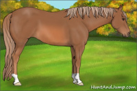 Horse Color:Chestnut 
