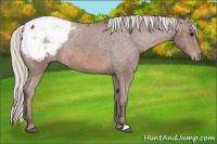 Horse Color:Silver Brown Snowcap 