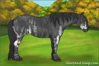 Horse Color:White Spotted Blue Roan Rabicano  Brindle
