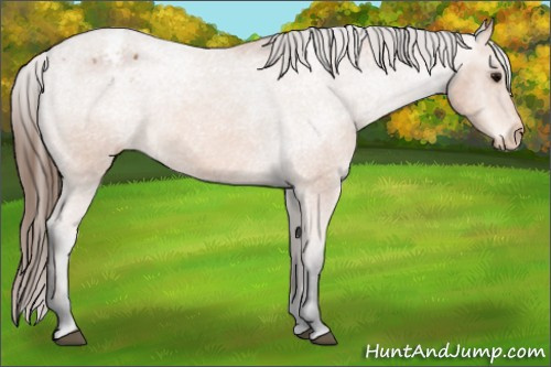 Horse Color: Bay Blanket 