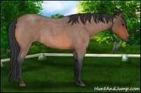 Horse Color:Bay Roan Rabicano 