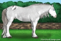 Horse Color:Black Splash Appaloosa Brindle