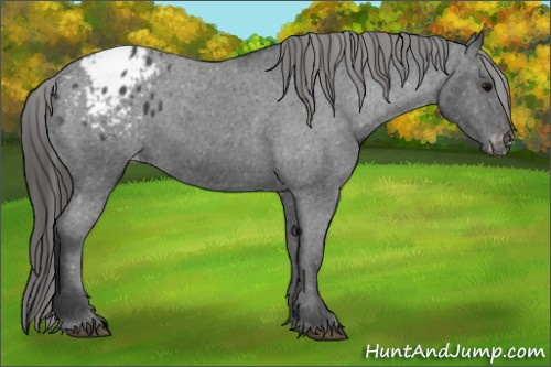 Horse Color: Unknown 