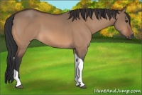 Horse Color:Bay Dun Tobiano 