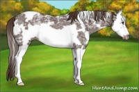 Horse Color:White Spotted Liver Chestnut Ice Splash Frame Rabicano 