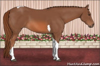 Horse Color:Chestnut Tobiano