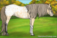 Horse Color:Buckskin Appaloosa