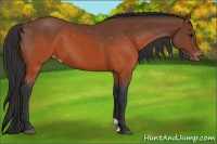 Horse Color:Brown Appaloosa 