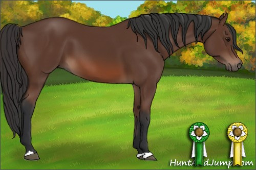 Horse Color: Bay 
