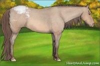 Horse Color:Amber Champagne Snowcap 
