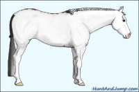 Horse Color:White Spotted Bay 