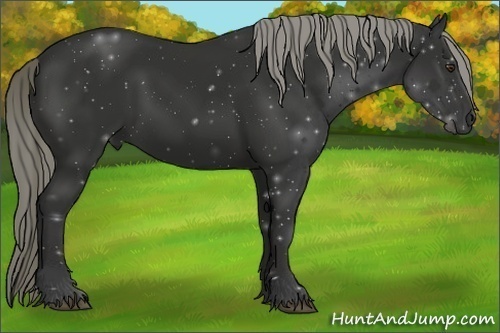 Horse Color: Liver Chestnut 