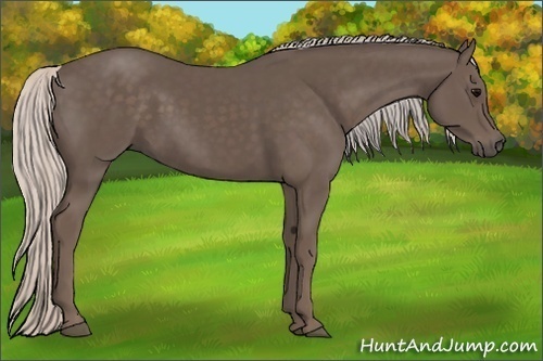 Horse Color: Silver Black 