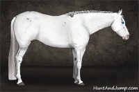 Horse Color:Liver Chestnut Frame 